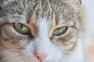 Naklejka na ściany i meble Close-up portrait of a tabby cat. The pet delights with its playfulness and purring.