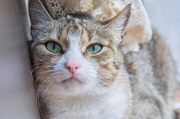Close-up portrait of a tabby cat. The pet delights with its playfulness and purring.