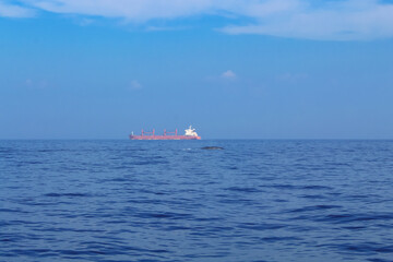 Blue whale's backs emerging from the water on a sunny day, Mirissa, Sri Lanka