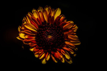 Sunflower on a black background, close up.
