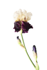 Beautiful iris bloom