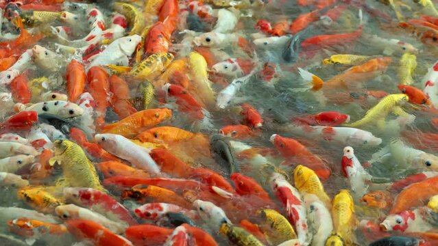colorful koi fish beautiful in the garden pond, Carp Japan swims underwater in nature	