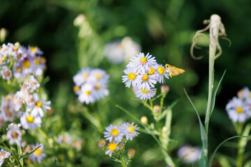 yellow butterfly perches on a white daisy flower