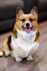 tricolor corgi poses for a portrait, smiling