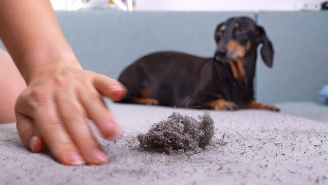 Housewife takes picked pile of garbage and dog fur from carpet to throw away. Black dachshund dog lies in background and watches owner cleaning house