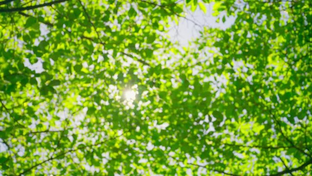 Slow motion sakura branches leaves with light breeze in spring, on a sunny day
