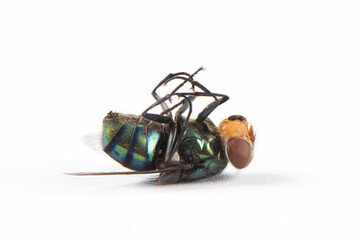 closeup of a dead green fly isolated on white background.