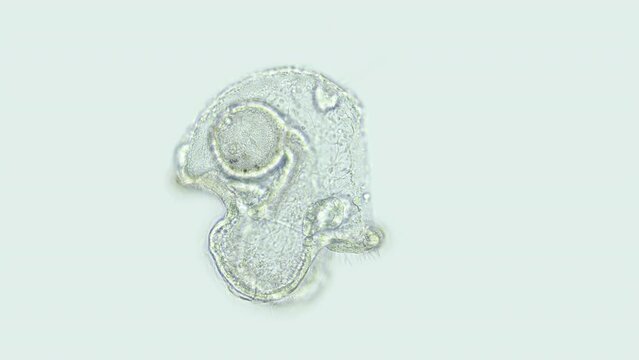 Pilidium larva of worm Heteronemertea under microscope, genus Cerebratulus ssp. With help of cilia, it floats in the water column. White sea