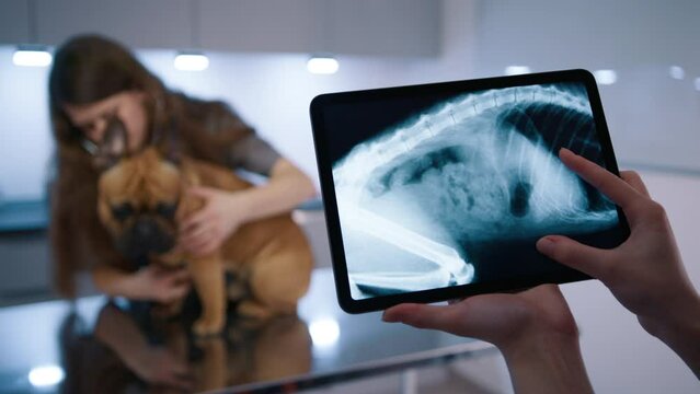 Vet specialist doing checkup of dog skeleton on x-ray image at tablet computer. Female assistant taking care of French Bulldog on the examination tablet. Veterinary doctor treating domestic animal 