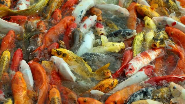 colorful koi fish beautiful in the garden pond, Carp Japan swims underwater in nature	