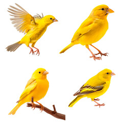 Set of Canary
