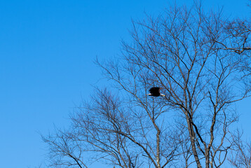 Bald eagle flying by tree