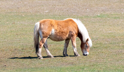 horse in pasture