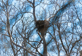 Eagles nest in tree