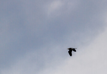 bird in flight