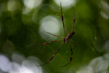 Araña de seda dorada (género Trichonephila)
