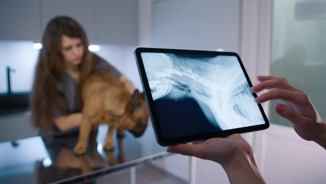 Veterinary doctor looking at dog x-ray on digital tablet in modern clinic. Vet assistant treating french bulldog on the examination table. Veterinarian using tablet computer to check animal skeleton 