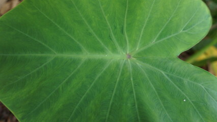 Taro leaf texture background
