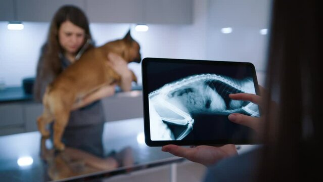 Female veterinarian looking animal bones on x-ray image. Vet specialist using digital tablet at work. Doctor and nurse assessing dog health. Veterinarians treating French Bulldog in vet clinic 