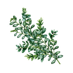 Boxwood bush branch element. Watercolor illustration. Hand drawn realistic buxus twig with green leaves. Boxwood painted branch botanical illustration. Buxus isolated on white background