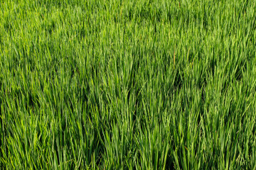 close up of rice fields