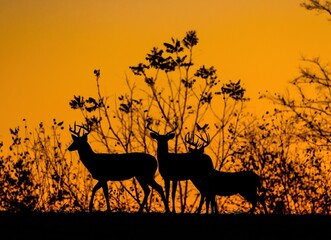 deer in the sunset
