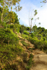 Fototapeta na wymiar The path through the Jungle from Nine Arch Bridge around Ella, Sri Lanka