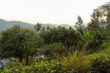 Obraz na płótnie Canvas Close up on the tea leaves on the tea plantations surrounding Ella, Sri Lanka