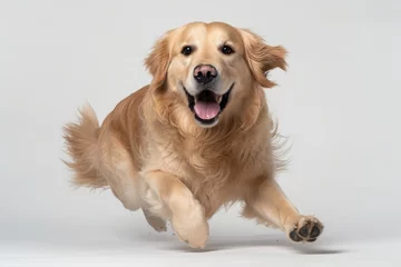 Poster Photo of a golden retriever dog running in front of a white background © PixelPaletteArt
