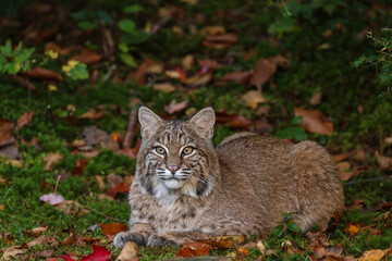 Obraz premium Bobcat Relaxing in a Forest Opening