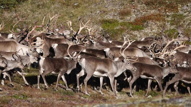 A group of running wild reindeer in Norway. Slowmotion footage.