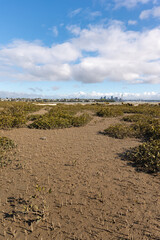 mangrove forest growing on the coastline of North Shore suburb of Auckland, New Zealand, with blue sky and copy space