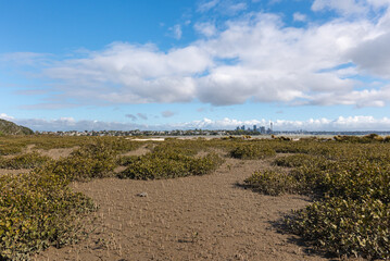 mangrove forest growing on North Shore coastline with Auckland skyline and CBD in background, New Zealand