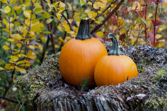Two pumpkins resting on an old stump with colourful autumn leaves in behind.