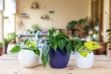 Different varieties of neon, green and variegated leaf of philodendron brazil plants in ceramic pots.