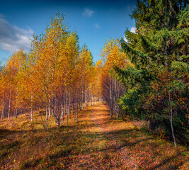 Birch grove in October. Stunning autumn vie of mountain forest. Sunny morning view of Carpathian mountains, Ukraine, Europe. Beauty of nature concept background..