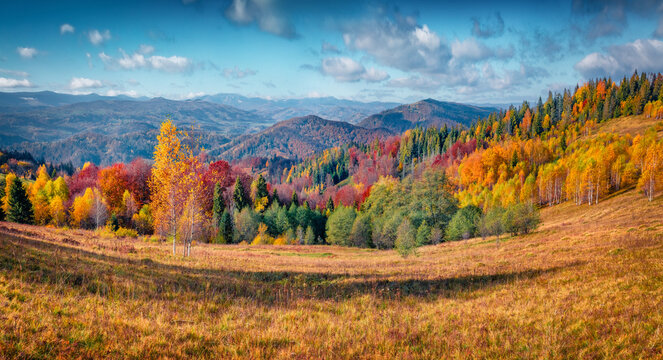 Captivating autumn scene of the mountain meadow. Colorful morning view of mountain forest, Carpathians, Ukraine, Europe. Beauty of nature concept background.