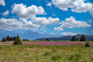 Gustavus Alaska forelands in late summer with puffy clouds.