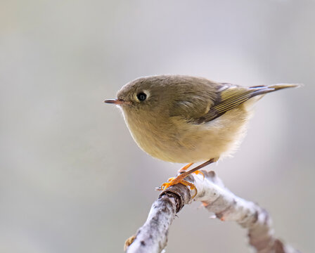 Cute ruby-crowned kinglet sitting on a branch in summer.
