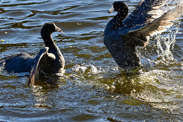 Two American Coots are fighting for territory on a lake in Southern California. 