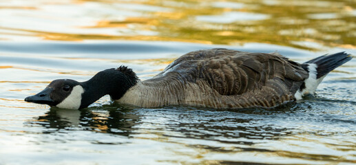 A Canadian Goose swimming low in the water and chasing another goose. This posture is typical of an aggressive goose in attack mode. 