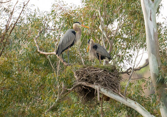 Blue Herons on a nesting spot high in a tree.
