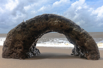 Fototapeta premium Dead coral is shaped like a dome on the beach