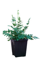 Silver fern, Sword brake fern, Slender brake fern growing in black plastic pot isolated on white background included clipping path.