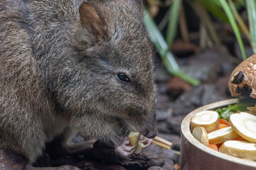 A Long-nosed potoroo - Potorous tridactylus, is feeding