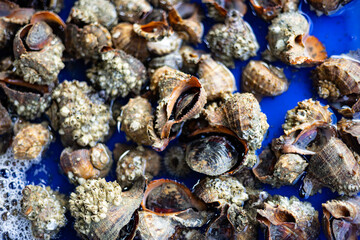 Sea Shell In The Tank