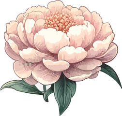  Peony flower on white background,vector style,pastel shade