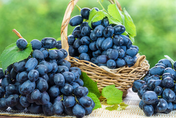 Black Grape with leaves in blur background. Sweet Black grape with leaf on green bokeh background.