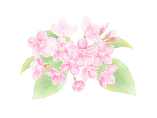 水彩の葉がついた桜の花