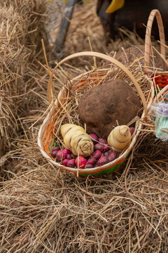 tuberculos producidos en zipaquira
